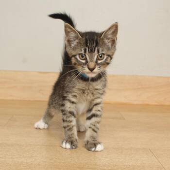 Gecko C70128 -  Domestic Short Hair Cat for Adoption in Minnetonka, Minnesota - Gecko C70128 | PetCurious
