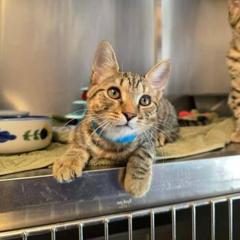 Mike D -  Domestic Short Hair Cat for Adoption in Umatilla, Florida - Mike D | PetCurious