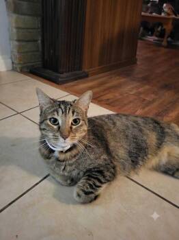 Mishi -  Tabby and Calico Cat for Adoption in San Antonio, Texas - Mishi | PetCurious