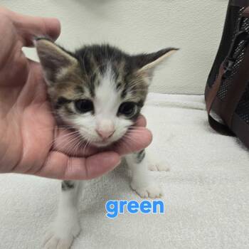 Rescue Domestic Short Hair Cats for Adoption in Spokane, Washington - Harry | PetCurious