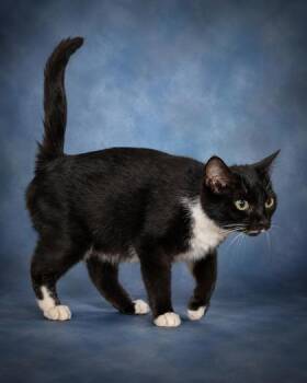 Callie -  Domestic Short Hair Cat for Adoption in Taylorsville, North Carolina - Callie | PetCurious