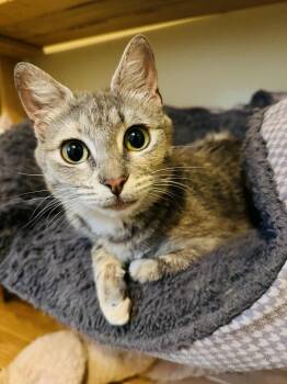 Rescue Domestic Short Hair Cats for Adoption in Charlotte, North Carolina - Mouse And Weasel | PetCurious