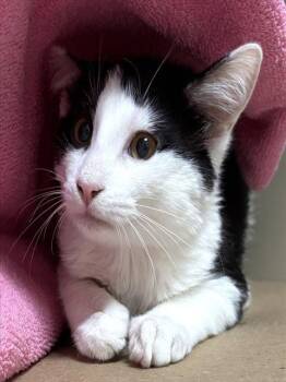 Domestic Short Hair Cats Available for Adoption in Dedham, Massachusetts - BINA BEAR | PetCurious
