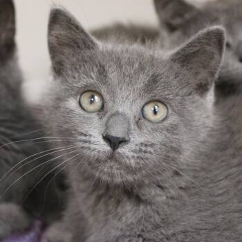 The Invisible Woman -  Domestic Short Hair Cat for Adoption in Champaign, Illinois - The Invisible Woman | PetCurious