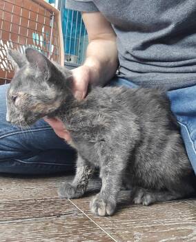 Abitail -  Domestic Short Hair Cat for Adoption in Dickson, Tennessee - Abitail | PetCurious
