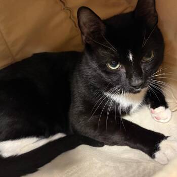 American Shorthair Cats Available for Adoption in Brockton, Massachusetts - Greedy | PetCurious