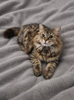 Tabby Cats Available for Adoption in Copley, Ohio - Phoebe | PetCurious