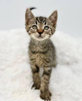 Maitaki -  Tabby Cat for Adoption in Covington, Louisiana - Maitaki | PetCurious