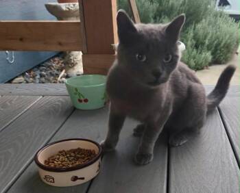 Baby Boo -  Domestic Short Hair Cat for Adoption in Grand Junction, Colorado - Baby Boo | PetCurious