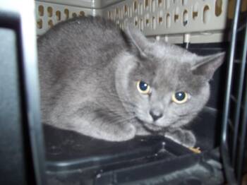 PRINCE -  Domestic Short Hair Cat for Adoption in Burbank, California - PRINCE | PetCurious