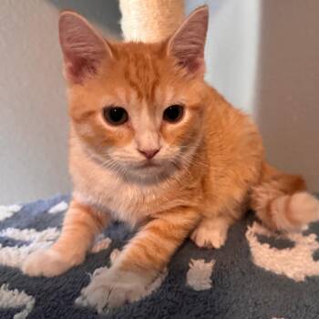 Forehead -  Domestic Short Hair Cat for Adoption in Titusville, Florida - Forehead | PetCurious