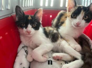 Rescue Calico Cats for Adoption in Eagle Point, Oregon - Gypsy Girl And Baby Circus | PetCurious