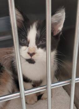 Allen Kitten 3(Astra) -  Domestic Short Hair Cat for Adoption in Mocksville, North Carolina - Allen Kitten 3(Astra) | PetCurious