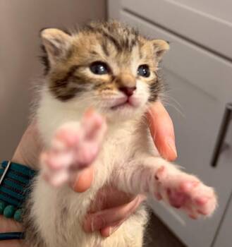 Domestic Short Hair Cats Available for Adoption in South Bend, Indiana - Gordito *IN FOSTER* | PetCurious