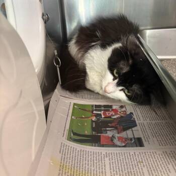 Domestic Medium Hair Cats Available for Adoption in Brockton, Massachusetts - Henry | PetCurious