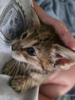 Rescue Domestic Short Hair Cats for Adoption in Fort Myers, Florida - Maple | PetCurious