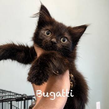 Bugatti -  Domestic Long Hair Cat for Adoption in Tampa, Florida - Bugatti | PetCurious