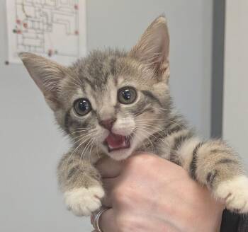 Princess -  Domestic Short Hair Cat for Adoption in Raleigh, North Carolina - Princess | PetCurious