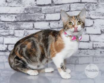 Cupcake -  Torbie and Domestic Short Hair Cat for Adoption in Tuscaloosa, Alabama - Cupcake | PetCurious