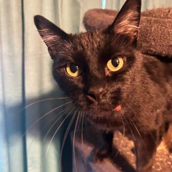 Binx -  Domestic Short Hair Cat for Adoption in Tulsa, Oklahoma - Binx | PetCurious