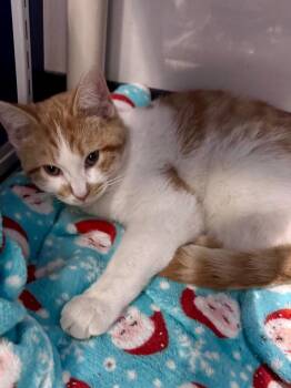 Tabby Cats Available for Adoption - Jelly Belly | PetCurious