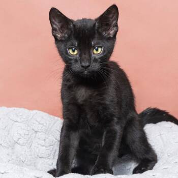 Domestic Short Hair Cats Available for Adoption - Shrek | PetCurious