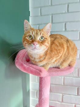 Tabby and American Bobtail Cats Available for Adoption - Archie - No Tail (Loaf Shaped  | PetCurious