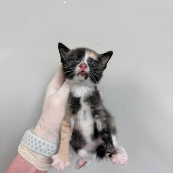 Ally -  Domestic Short Hair Cat for Adoption in Reno, Nevada - Ally | PetCurious