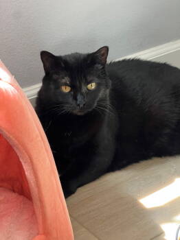 Rescue Domestic Short Hair Cats for Adoption in Mission Viejo, California - Brooklyn | PetCurious