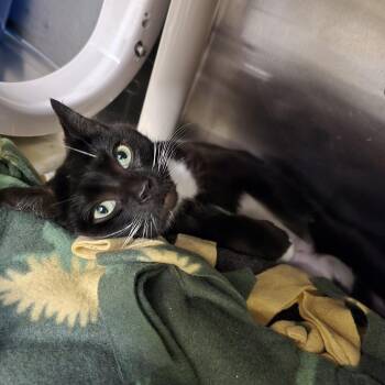 Tala -  Domestic Short Hair Cat for Adoption in Mentor, Ohio - Tala | PetCurious