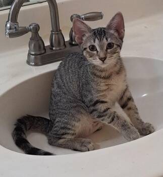 Tweed Heads -  Tabby and Domestic Short Hair Cat for Adoption in Phoenix, Arizona - Tweed Heads | PetCurious