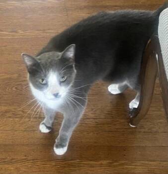 Domestic Short Hair Cats Available for Adoption - Ziggy FKA Weaver | PetCurious