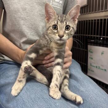 Lamp 28540 -  Domestic Short Hair Cat for Adoption in Middleburg, Florida - Lamp 28540 | PetCurious