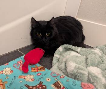Rescue Domestic Long Hair Cats for Adoption in West Richland, Washington - Eliza | PetCurious