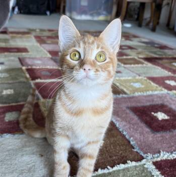 Rescue Domestic Short Hair Cats for Adoption in Sonora, California - Chance - 3 Legs | PetCurious