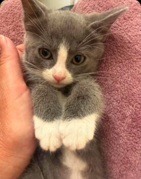 Belle -  Domestic Short Hair Cat for Adoption in San Jacinto, California - Belle | PetCurious