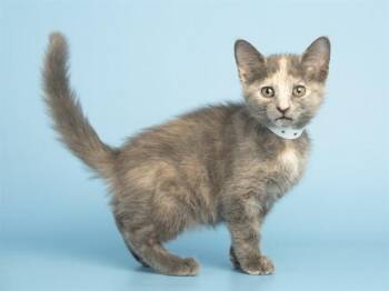 Domestic Short Hair Cats Available for Adoption in Phoenix, Arizona - ELAINE | PetCurious