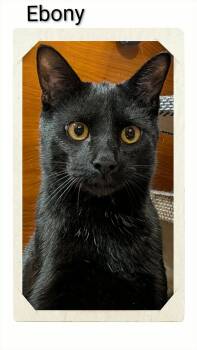 Domestic Short Hair Cats Available for Adoption - Ebony | PetCurious