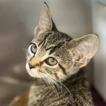 Helmut -  Domestic Short Hair Cat for Adoption in Los Angeles, California - Helmut | PetCurious