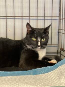 Rescue Domestic Short Hair Cats for Adoption in Winnsboro, South Carolina - Mischief | PetCurious