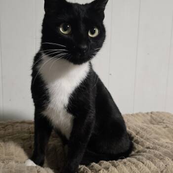 Tuxedo Cats Available for Adoption - B.B | PetCurious