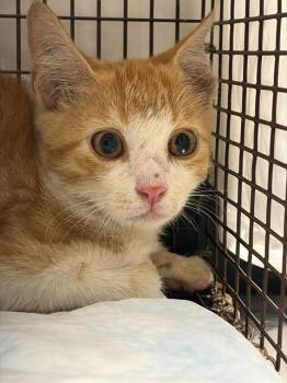 LEON -  Domestic Short Hair Cat for Adoption in Fort Lauderdale, Florida - LEON | PetCurious