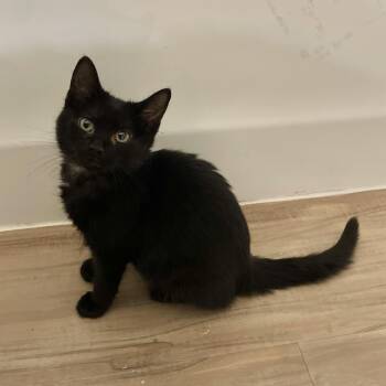 Domestic Short Hair Cats Available for Adoption in Richmond, Virginia - Regalo | PetCurious