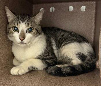 Mayday -  Domestic Short Hair Cat Available for Adoption in Park Row, Texas - Mayday | PetCurious