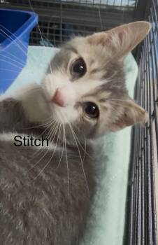 Stitch -  Domestic Short Hair Cat for Adoption in Blountville, Tennessee - Stitch | PetCurious