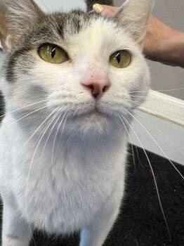 Domestic Short Hair Cats Available for Adoption in Morris, Minnesota - Smoopers | PetCurious