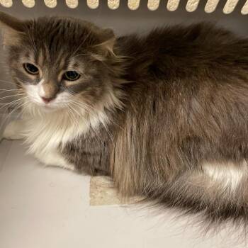 Domestic Medium Hair Cats Available for Adoption in Memphis, Tennessee - Lana | PetCurious