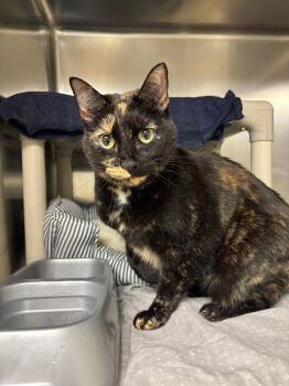 Domestic Short Hair Cats Available for Adoption in Brick Township, New Jersey - Baby Cat | PetCurious