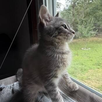 Blitz -  Domestic Short Hair Cat for Adoption in Ashland, Virginia - Blitz | PetCurious