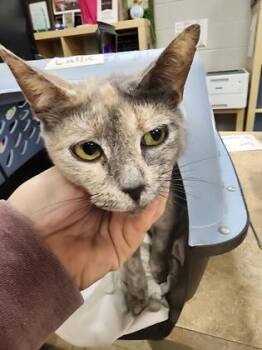 Domestic Short Hair Cats Available for Adoption in Seneca, South Carolina - Callie $75 | PetCurious